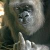 growgorilla