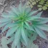 rastaman08
