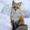 ex_fox
