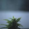 crazyganja