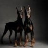 Doberman