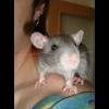 willok