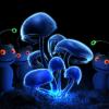 shroomer.shop