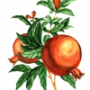 REDselection