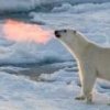 wampiruss